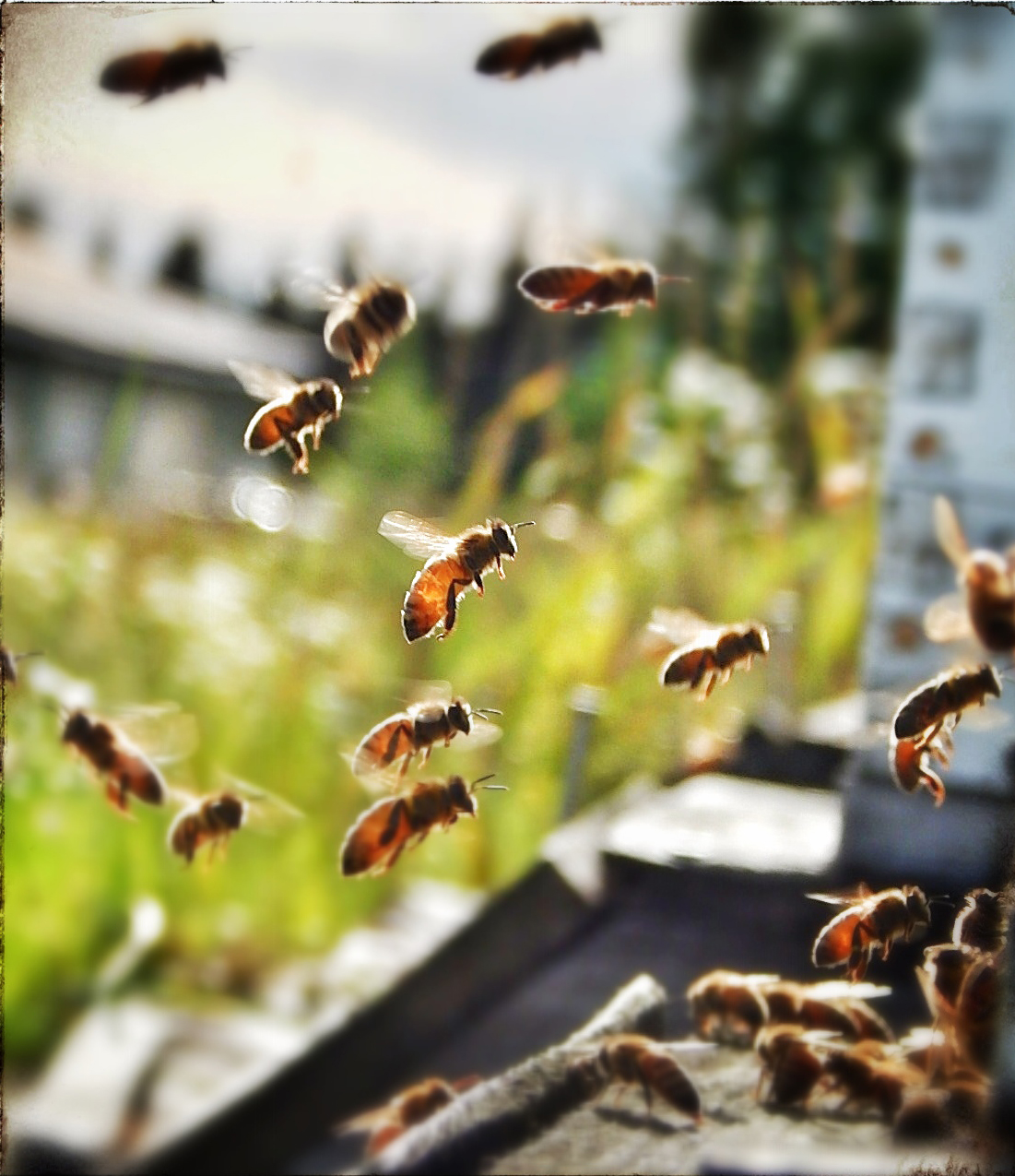 Algomah Acres Bees 2
