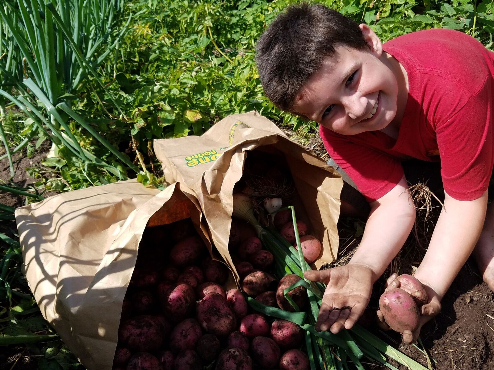Partridge Creej Dmitri Callings Picking Red Potatoes