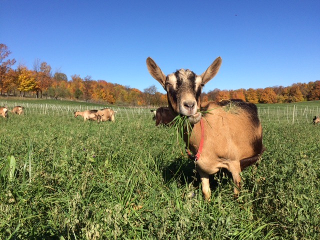 Goat munching on grass at Idyll Farms