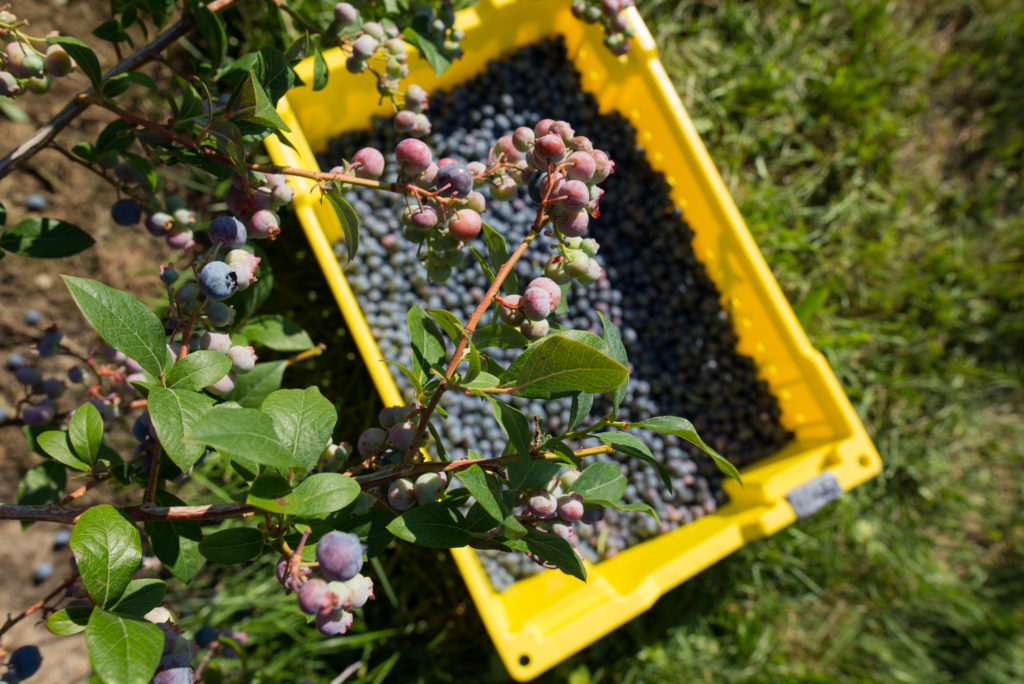 A bucket of blueberries lies in the grass with pink unripe blueberries on a bush in the foreground at Buchan's Blueberry Hill in Traverse City. 