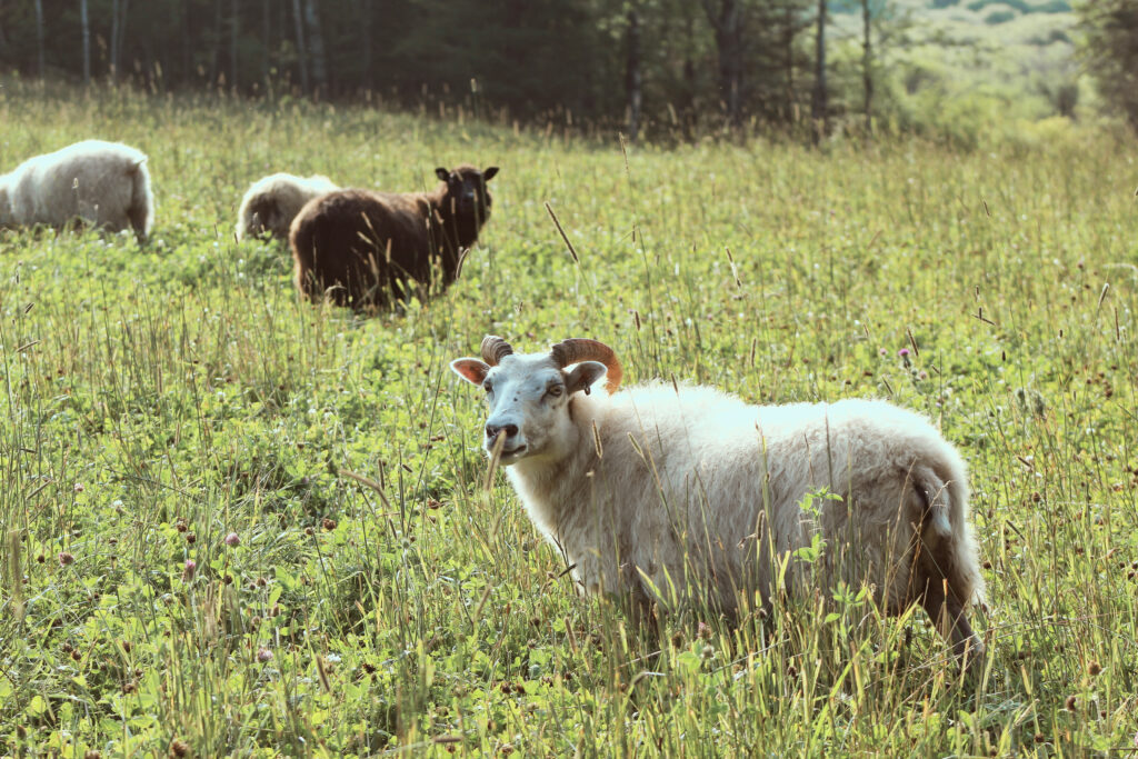 Icelandic sheep at Whitney Creek Farm in the summer 
