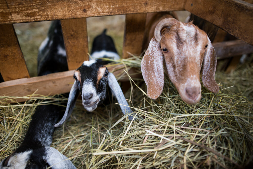 Nubian dairy goats at Maple Leaf Farm and Creamery in Falmouth, MI eating hay.