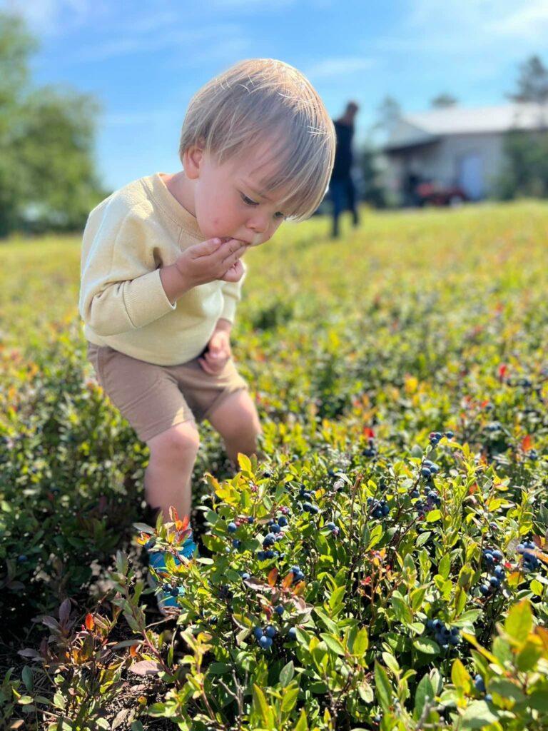 A boy enjoys a blueberry at Pancho's Wild Blueberries in Lake Linden, MI. 