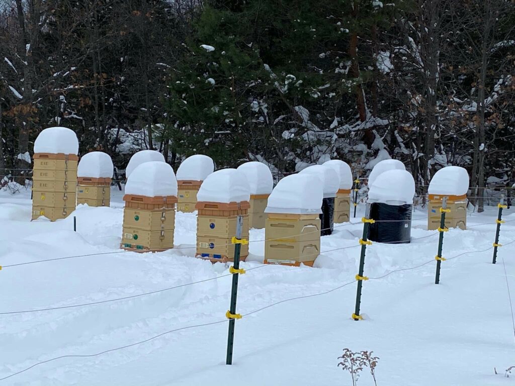 Copper Country Beekeeping Club's Cathy Azzarello's hives in the UP Winter 