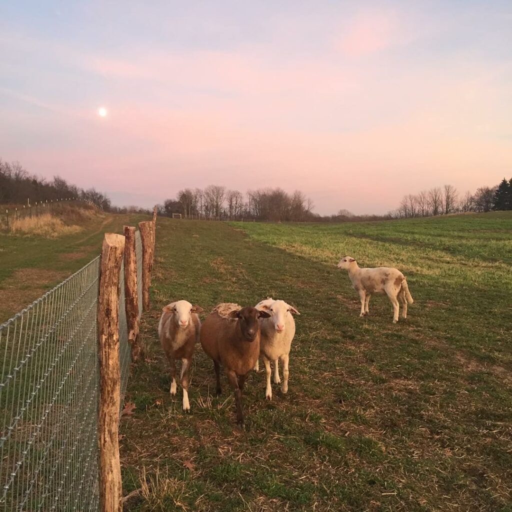 Goats at Verdant Hollow Farm 