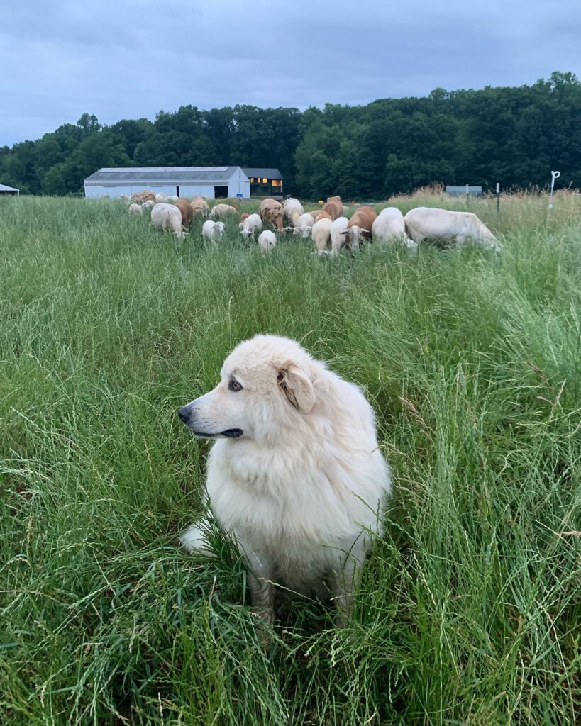 A dog sits in the field with goats at Verdant Hollow Farm