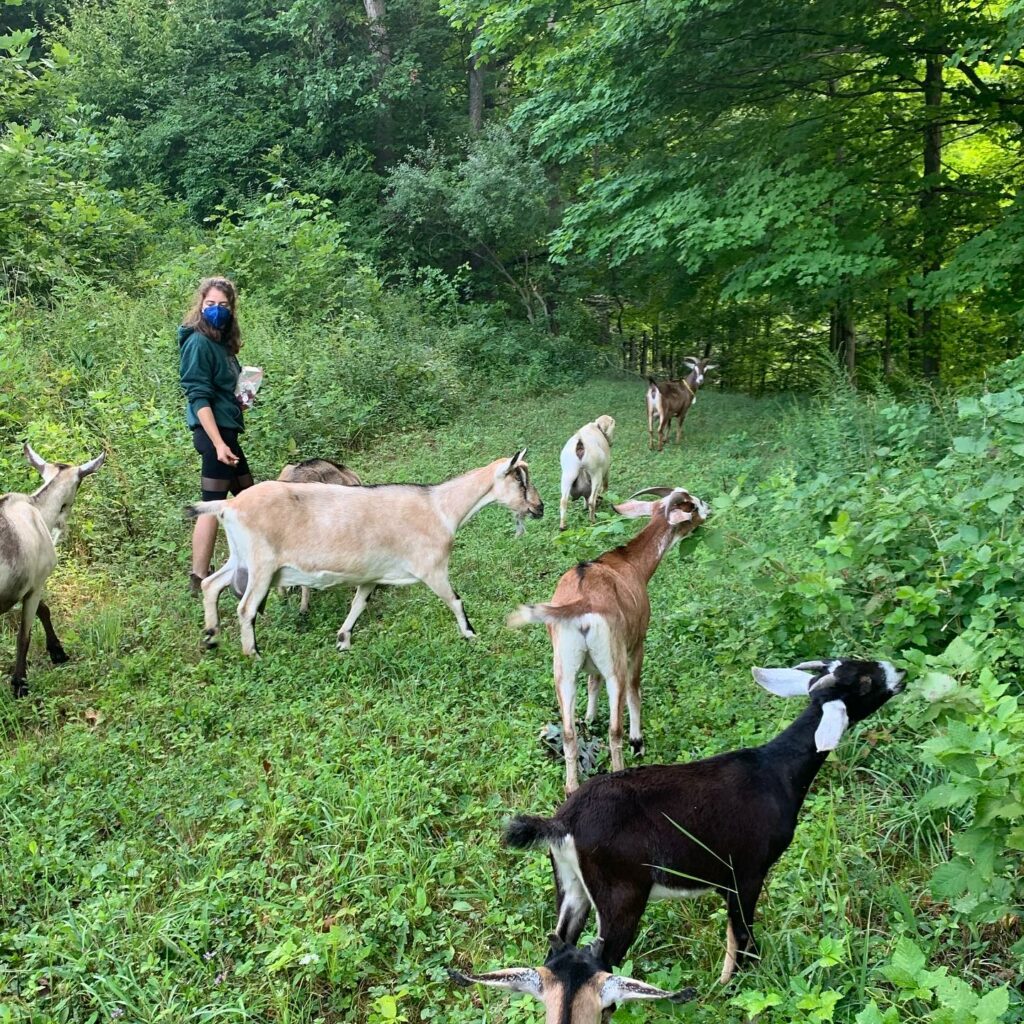 A goat walk taking place at Verdant Hollow Farm