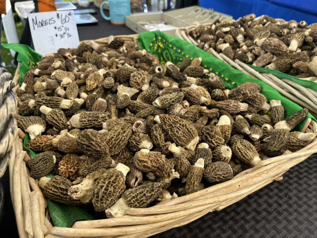 Morel mushrooms in a basket at the Boyne City Farmers Market