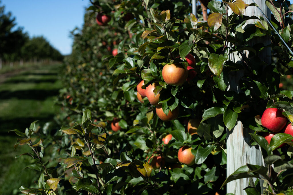 Apples growing in an orchard at Bakker's Acres in Suttons Bay, MI 