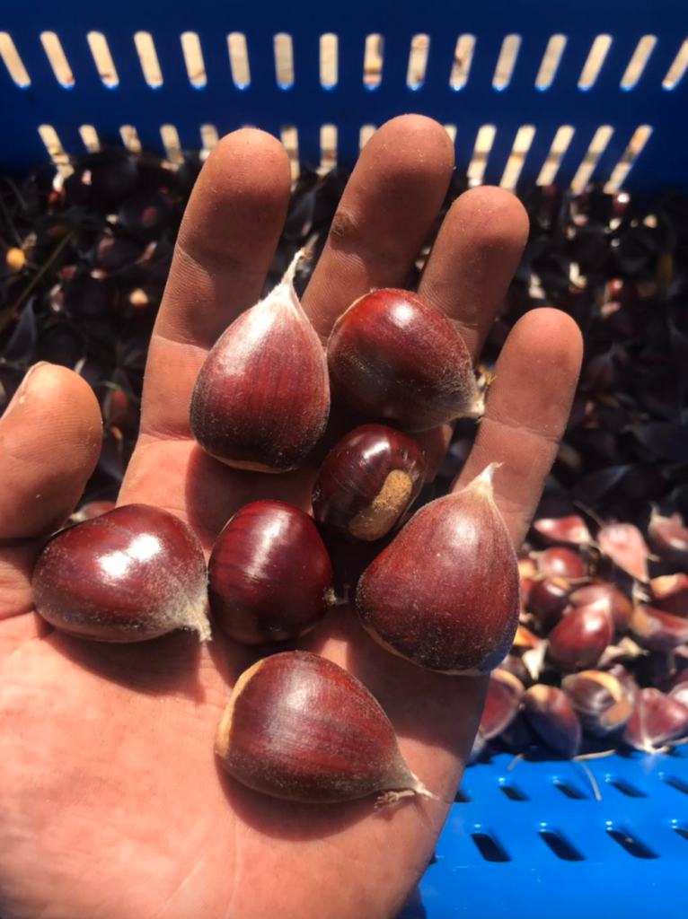 A hand holds shelled chestnuts in Suttons Bay, MI
