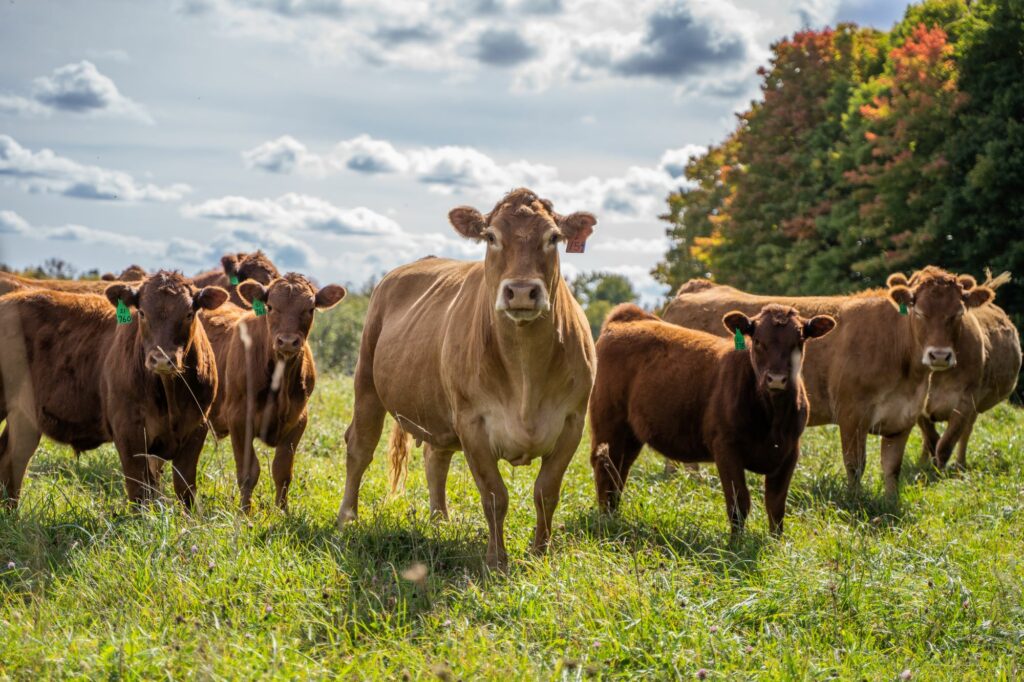 Cattle at Guindon Farms in Cornell stare at the photographer