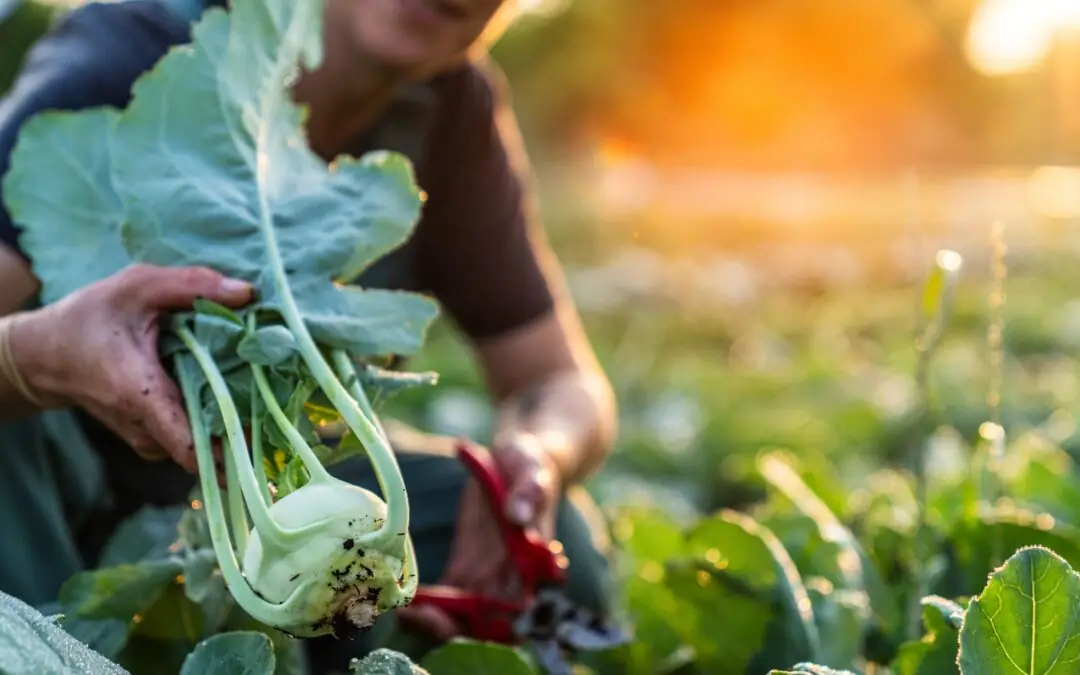Kohlrabi Slaw with Coriander Vinaigrette