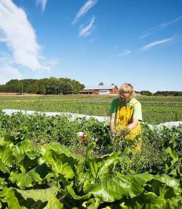 Farmer working in a field