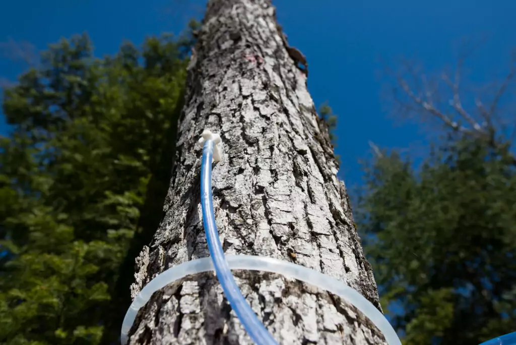 A blue hose runs from a tap on a sugar Maple tree at Mackinac Bluffs Maple Farms.